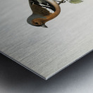 Chaffinch male Fringilla coelebs Metal print