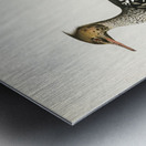 Mergus serrator Metal print