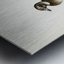 Long-tailed Duck Harelda hyemalis Metal print