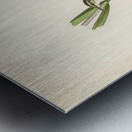 Sedge warbler Acrocephalus schoenobaenus Metal print