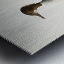 Mergus merganser Metal print