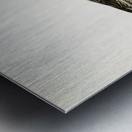 Pintail Anas acuta Metal print