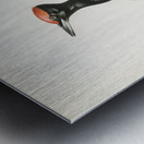 Dryocopus martius Metal print