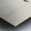 Sylvia curruca Lesser whitethroat Metal print