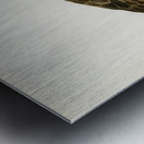 White-tailed eagle Metal print