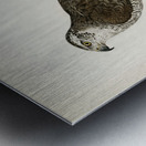 Goshawk female Accipiter gentilis Metal print