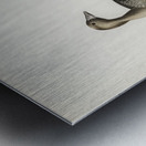 Anser albifrons Metal print