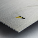 Whooper Swan Cygnus cygnus Metal print