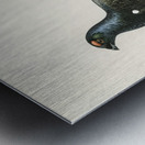 Black grouse Lyrurus tetrix Metal print