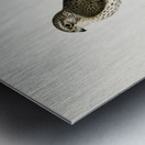 Tawny pipit Anthus campestris Metal print