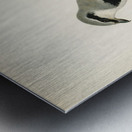 Great Grey Shrike Lanius excubitor Metal print