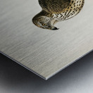 Goshawk Accipiter gentilis Metal print