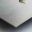 Tree warbler Hypolais hipolais Metal print