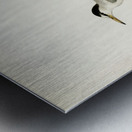 Little tern Sterna albifrons Metal print