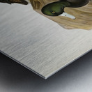 Greater Scaup Scaup Nyroca marila Metal print