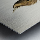 Bittern Botaurus stellaris Metal print