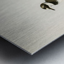 Little Ringed Plover Charadrius dubius Metal print