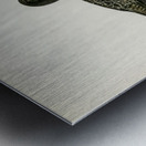 Spotted redshank Totanus erythropus Metal print