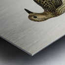 European Golden-Plover charadrius pluvialis apricarius Metal print