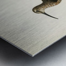 Great black-backed gull LARUS MARINUS Metal print