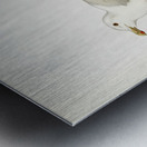 Glaucous gull ♂ Larus hyperboreus Metal print