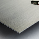 Little gull Larus minutus Metal print