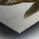 Little gull Larus minutus Metal print