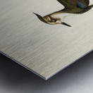 Nortnern lapwing vanellus vanellus Metal print