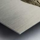 Eurasian curlew numenius arquatusf Metal print