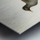 Common moorhen gallinula chloropus Metal print