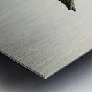 Little stint tringa minuta Metal print