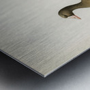 Greater White-fronted Goose Anser albifrons Metal print