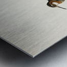 Red-necked Phalarope lobipes lobatus Metal print