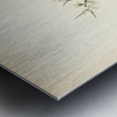 Barred warbler ♂ Sylvia nisoria Metal print