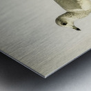 Common gull Larus canus Metal print