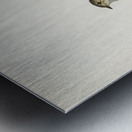 Pied Flycatcher Muscicapa atricapilla Metal print