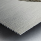 Hen Harrier male Circus cyaneus Metal print