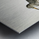 Purple Sandpiper tringa maritima Metal print