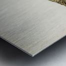 Leser black-backed gull Larus fuscus Metal print