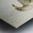 European herring gull Larus argentatus Metal print