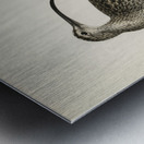 Whimbrel Numenius phaeopus Metal print