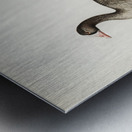 Anser erythropus ♂ Metal print