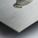 Montagu&39s Harrier male Circus pygargus Metal print