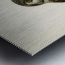 Boreal Owl Tengmalm&39s Owl Aegolius funereus Metal print