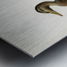 Boreal Owl Tengmalm&39s Owl Aegolius funereus Metal print