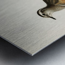 Eurasian dotterel ♂ Charadrius eudromias morinellus Metal print