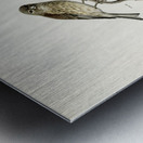 Common linnet Acanthis cannabina Metal print