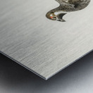 lyrurus tetrix tetrastes bonasia Metal print