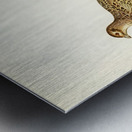 Pheasant Phasianus Colchicus Metal print