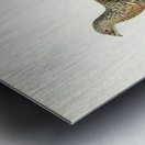 Western Capercaillie Tetrao Urogallus  Metal print